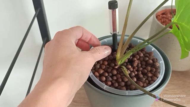 Moja kolekcja Syngonium 🌿 odcinek specjalny 😍 roślinne pogaduchy смотреть онлайн