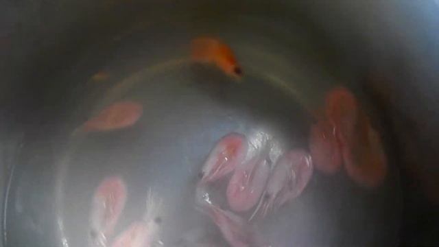 Готовим Роллы с креветкой PROECT №6 смотреть онлайн