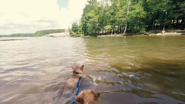Norfolk Terriers Stop Making Waves! смотреть онлайн