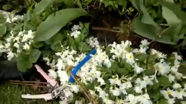 Маленький Огородик Елены Тереховой - лук, редис, клубника 2016.04.24 смотреть онлайн