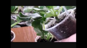 ФИАЛКА ВЫТЯНУЛАСЬ,  НАРАСТИЛА СТВОЛ.  НЕ ПРОБЛЕМА