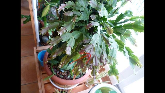 Schlumbergera:Culture et floraison de cactus de Noël 2018 смотреть онлайн