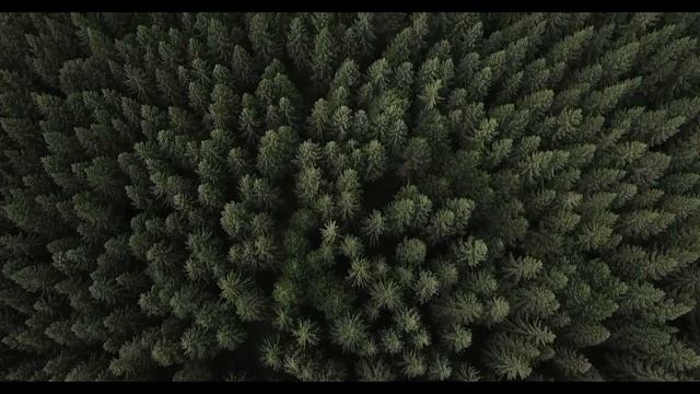 №1 Sounds of the forest for recreation / Звуки леса для отдыха смотреть онлайн