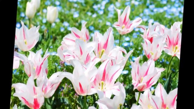 Mantra Meditatie Jaya Radha Madhava смотреть онлайн