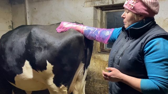 Как определить стельность у коровы/ Учимся ректалить смотреть онлайн