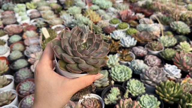 ECHEVERIAS DA BANCADA (episódio 3) IDENTIFICAÇÃO | Greenhouse Suculentas смотреть онлайн