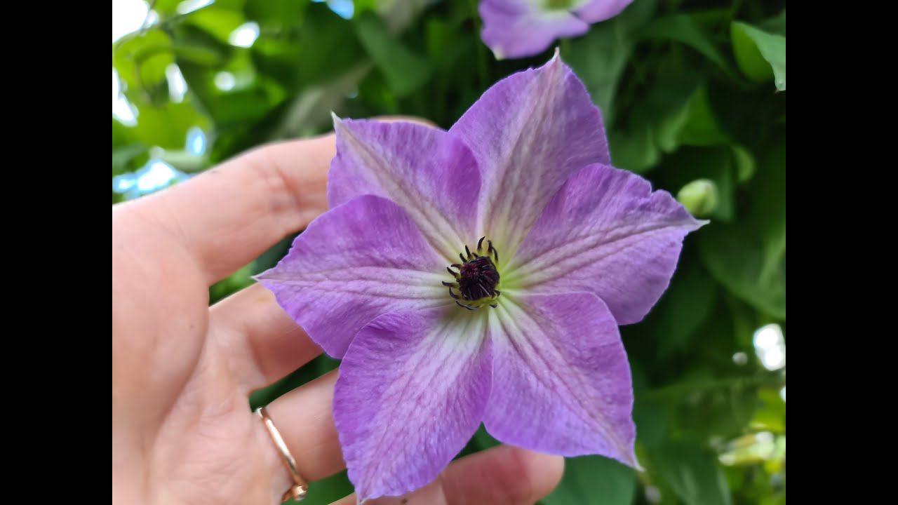 КЛЕМАТИС не взошёл! Как и чем ПРОСТИМУЛИРОВАТЬ всходы клематиса после зимы!