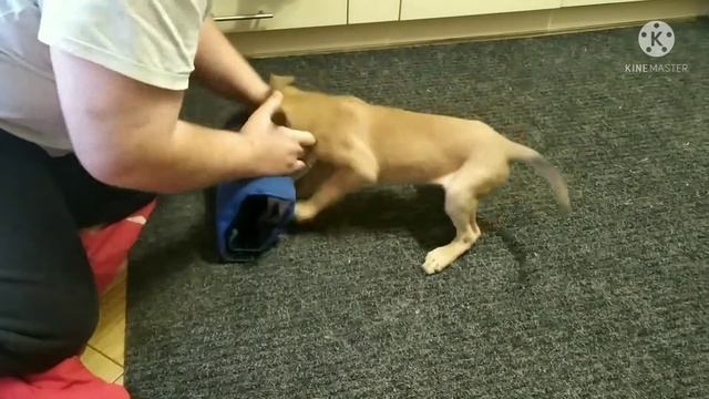 Bel KernelDog (54 day), щенок и первое восприятие подушки для кусания, бельгийская овчарка малинуа. смотреть онлайн