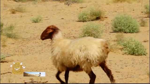 Овцеводство в Туркменистане смотреть онлайн