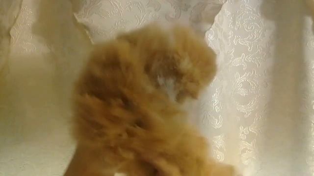 рыжий перс мальчик смотреть онлайн