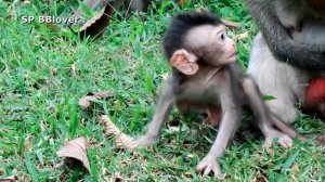 Love The Way Monkey Eat Grass At Bayon - SP BBlover - Teresa Come Here Baby