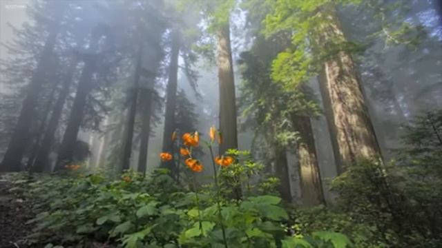 Музыка для Утреннего Пробуждения и Поднятия Настроения Relaxing Music, Calm Music, Morning Music смотреть онлайн