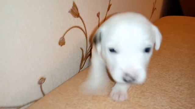 Щенок парсон рассел терьер