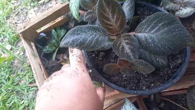 Como Salvei minhas Episcias. Lacinhos de amor, Tapete de Rainha. Cuidados, Replante e recuperação.