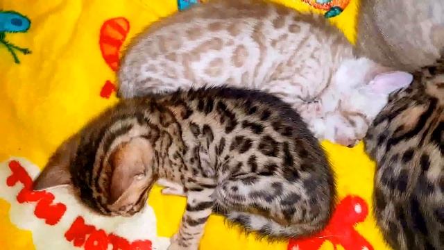 Бенгальские котята 1 месяц. Снежные и золотые смотреть онлайн