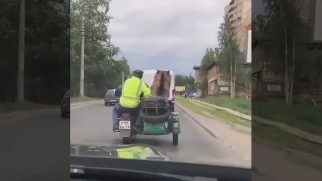 Медведь в мотоцикли ездить по городу смотреть онлайн