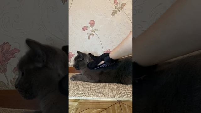 Перчатка для вычесывания