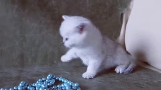 Британские котята окрас шиншилла поинт котик Glamur 5 недель смотреть онлайн