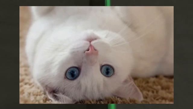 СКАМ НА FUN PAY !!! смотреть онлайн