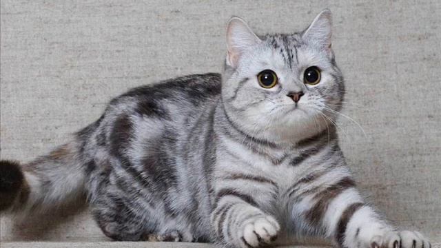 ШОТЛАНДСКИЕ КОТИКИ, скотиш страйт и скотиш фолд и разновидность расцветок смотреть онлайн