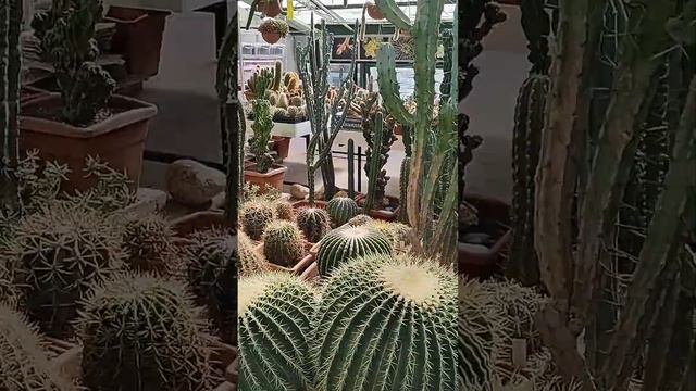 Кактусы-короли пустынь. смотреть онлайн