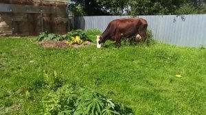 Какие признаки у высокоудойной коровы/Содержание молочных коров!