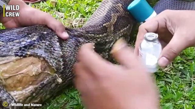 50 Incredible Wild Python Moments Caught On Camera! смотреть онлайн