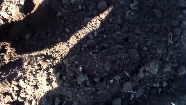 Высадка воздушных луковиц чеснока сеялкой СОР-1/1 (ЩВА 86/6) смотреть онлайн