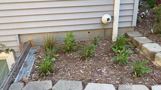 Northern Michigan Garden Spring Update смотреть онлайн
