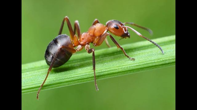 Видео на башкирском языке по теме "Насекомые" смотреть онлайн