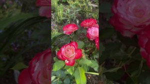 Роза Юбилей Санкт Петербурга