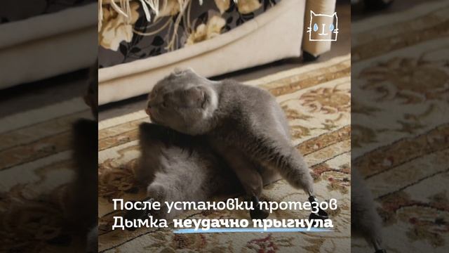 Кошка без лапок, с протезами смотреть онлайн