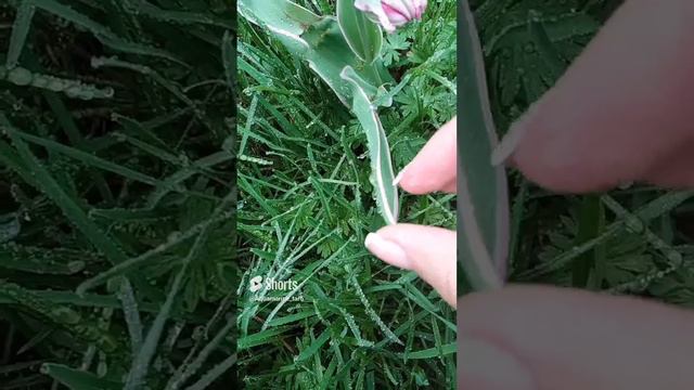 Утро после дождя 🌷#тюльпаны #природа #relaxing #relax #shorts смотреть онлайн