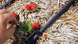 КЛУБНИКА на СОЛОМЕННЫХ ТЮКАХ. Первые ЯГОДЫ.