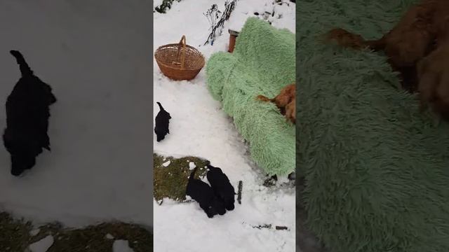 Американский кокер спаниель смотреть онлайн