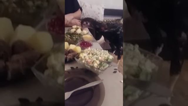 Новогодний дагестан , начинаем год петуха правильно !! смотреть онлайн