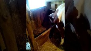 Определение стельности коровы