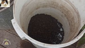 Корневая подкормка огурцов в открытом грунте конским навозом