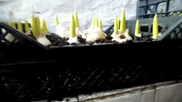 ⚫Выгонка тюльпанов |? Заморозила ящики с тюльпанами | Укоренение и охлаждение в аномальные морозы