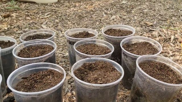 Посадка черенков пассифлоры. Planting cuttings of pasiflora edulis Frederick. смотреть онлайн