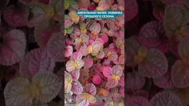 НОВИНКА ПРОШЛОГО СЕЗОНА-ПИЛЕЯ. КРАСИВОЕ АМПЕЛЬНОЕ РАСТЕНИЕ. смотреть онлайн