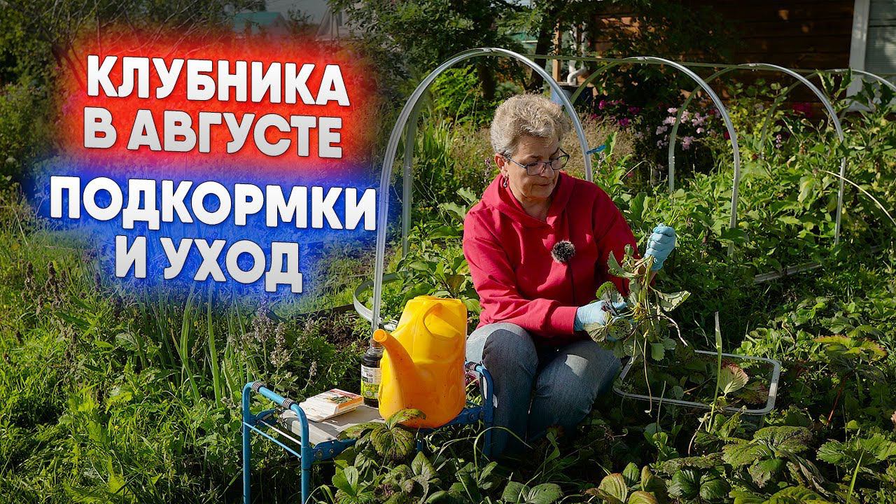 Клубника в августе   подкормки и уход