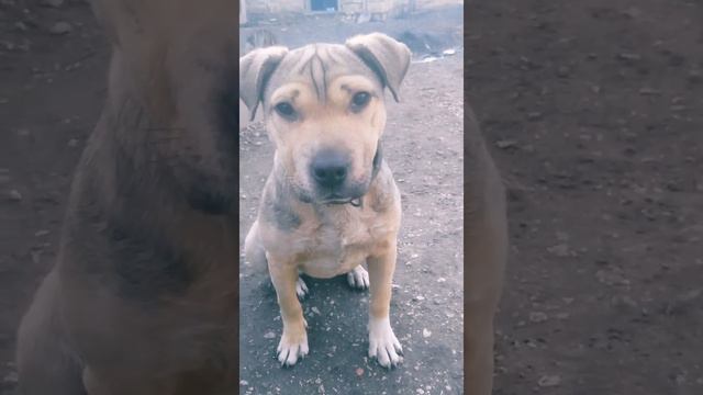 Я хочу найти ту самую собаку 💔 смотреть онлайн