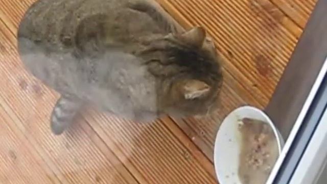 Кошка ест лапой смотреть онлайн