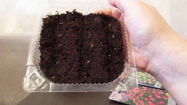 Простой способ вырастить рассаду астры из семян. смотреть онлайн