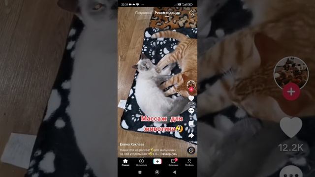 ПУСЕЧКИ И СЛАДКИЕ БУЛОЧКИ. #приколы #юмор #сказка #прикол #кошки #коты смотреть онлайн