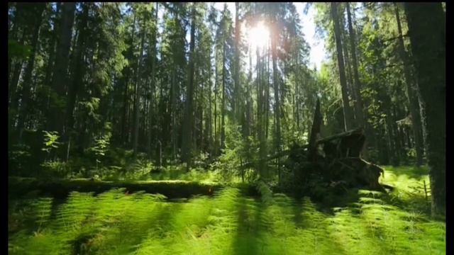 Заповедник Кивач: видеоопоздравление с наступающим Годом экологии смотреть онлайн