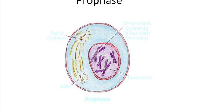 Mitosis 101 смотреть онлайн