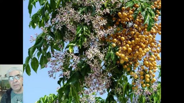 Las plantas toxicas de nuestro jardin смотреть онлайн