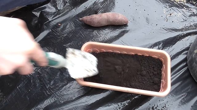 Посадка клубней батата на рассаду!!!! смотреть онлайн